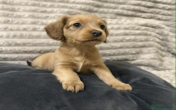 Mixed Breed dogs for sale: Dauchaund x jackrussle puppies  - Image 7