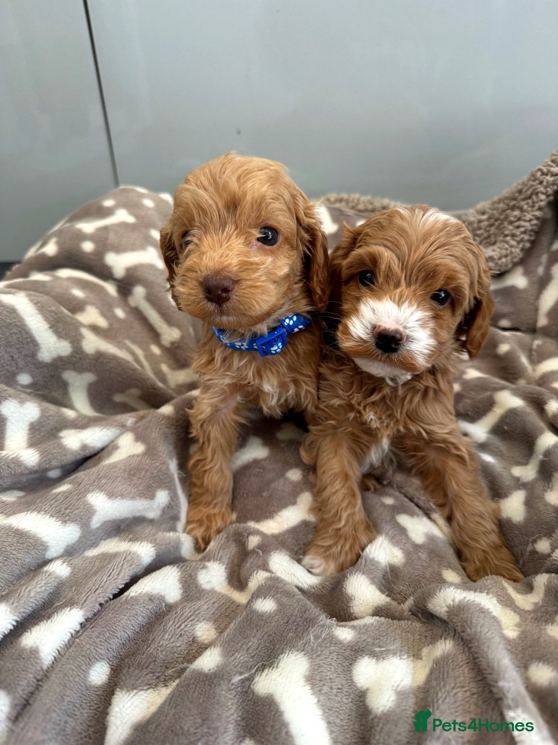 Cockapoo dogs 🐶❤️ Exceptional F1 Cockapoos ❤️🐶 - Advert 15