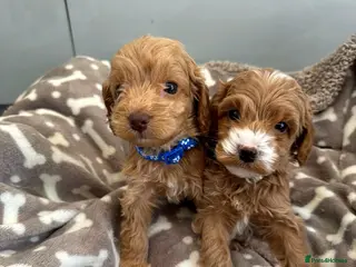 Cockapoo dogs 🐶❤️ Exceptional F1 Cockapoos ❤️🐶 - Advert 15