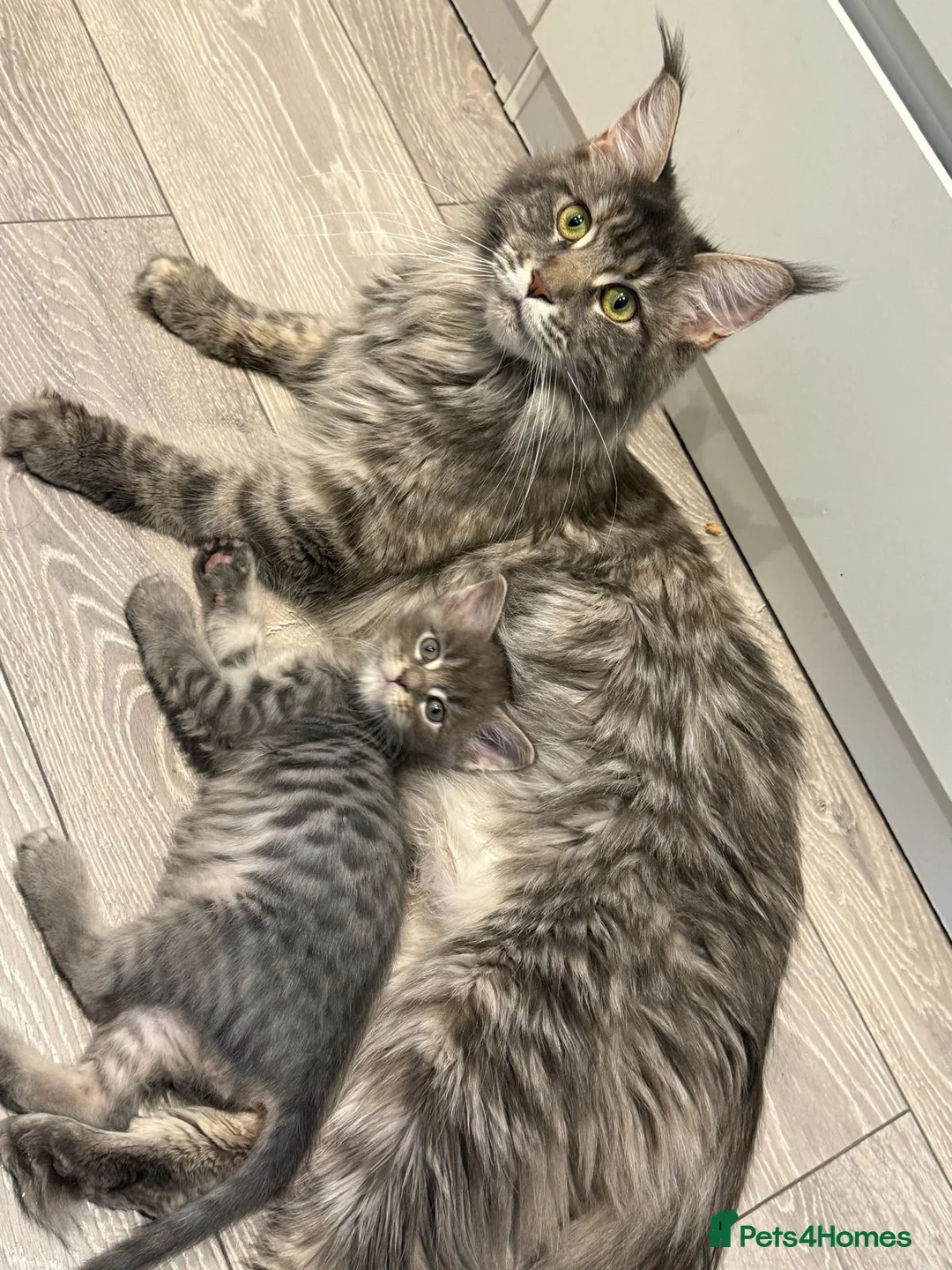 Maine Coon cats for sale: Beautiful GCCF registered Maine coon Kittens  - Advert 7
