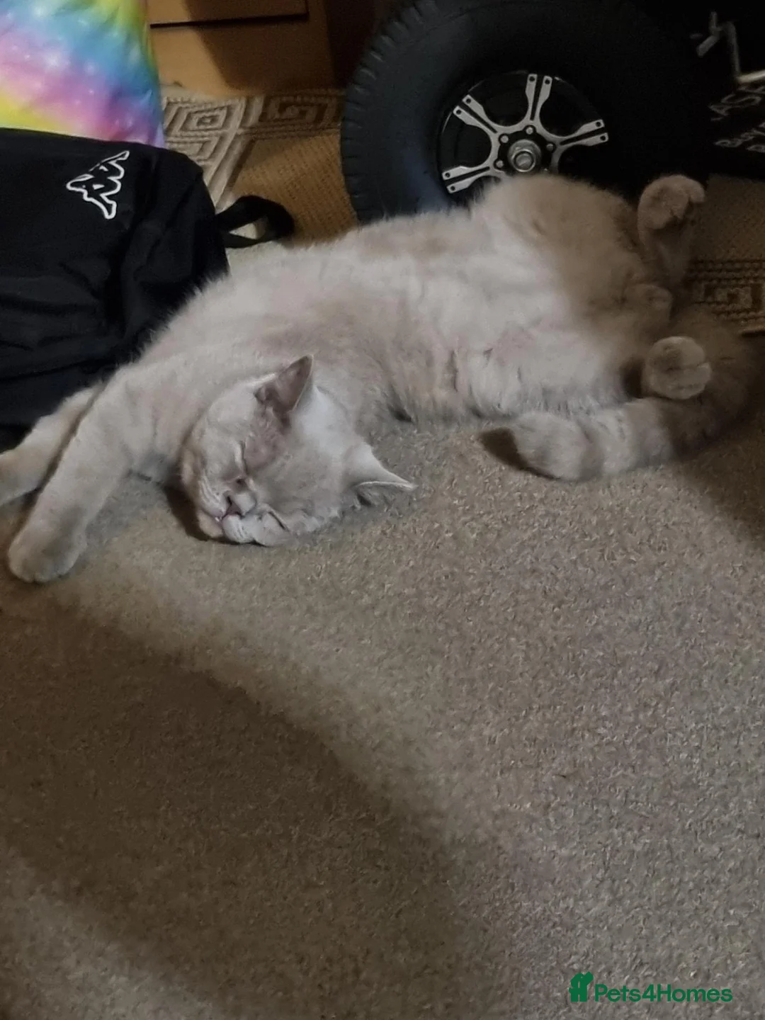 British Shorthair cats for sale: British shorthair cream - Advert 4