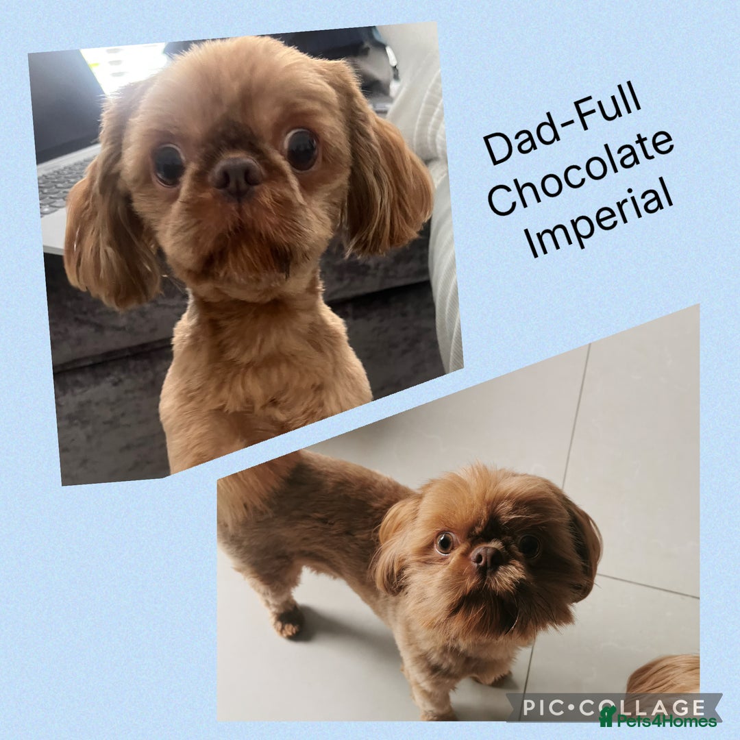 Shih Tzu dogs for sale: Imperial Shihtzu puppies - Image 13