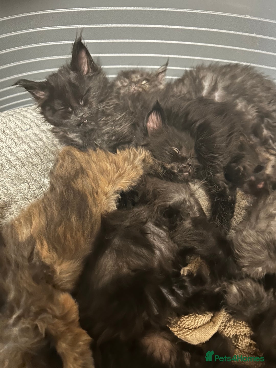 Maine Coon cats for sale: 8 beautiful mainecoon kittens for sale - Advert 16