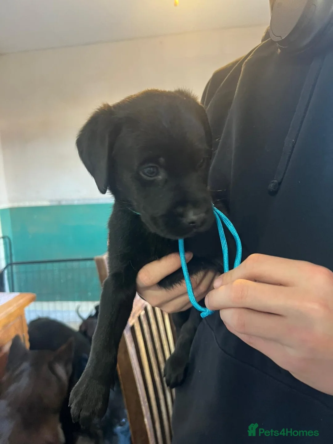 Mixed Breed dogs for sale: Labrador retriever cross - Advert 22