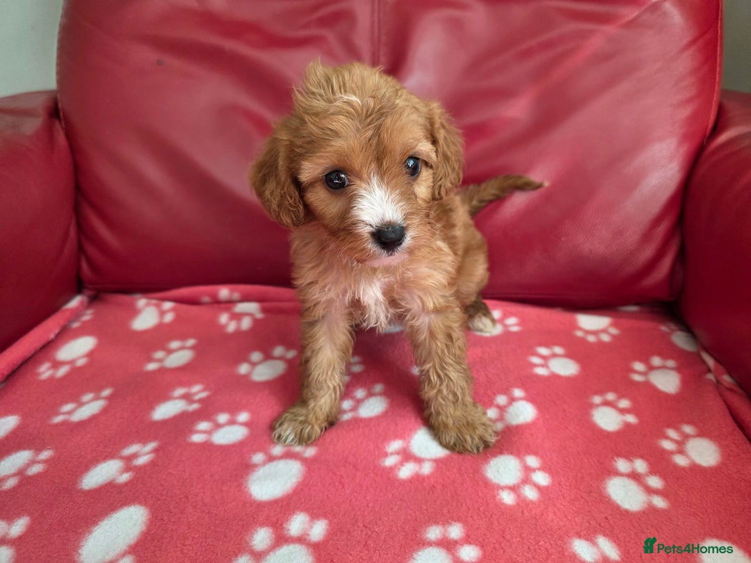 Cavapoo dogs for sale: F1 cavapoos  - Image 1