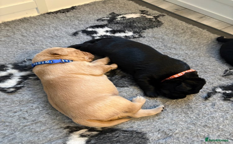 Labrador Retriever dogs - Advert 1