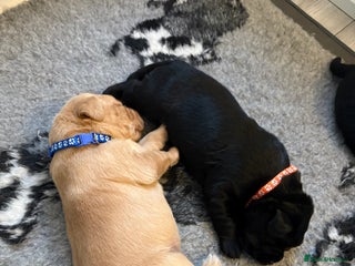 Labrador Retriever dogs - Advert 24