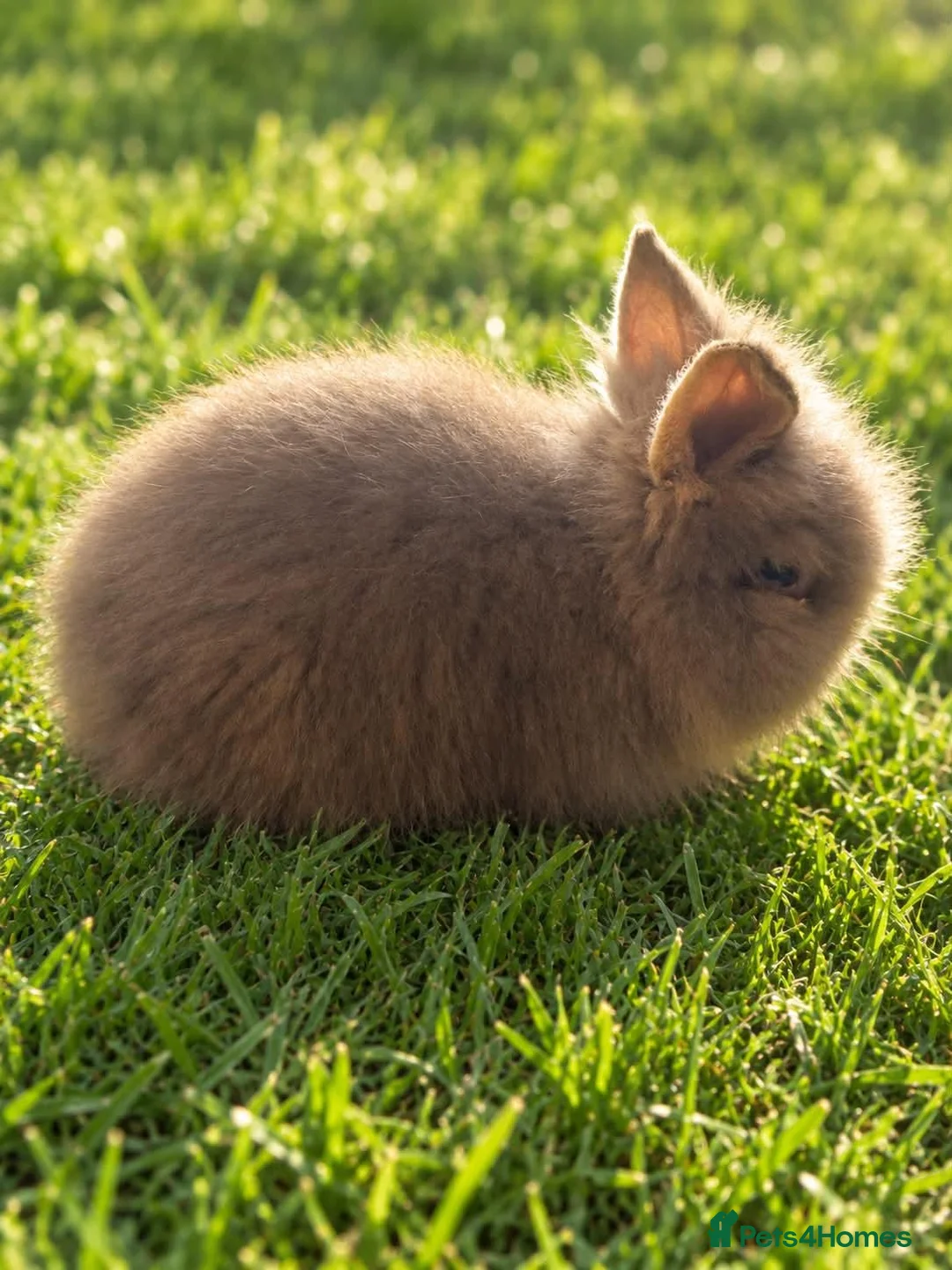Lionhead rabbits for sale: Double Mane Chocolate Lionhead Doe - Advert 2