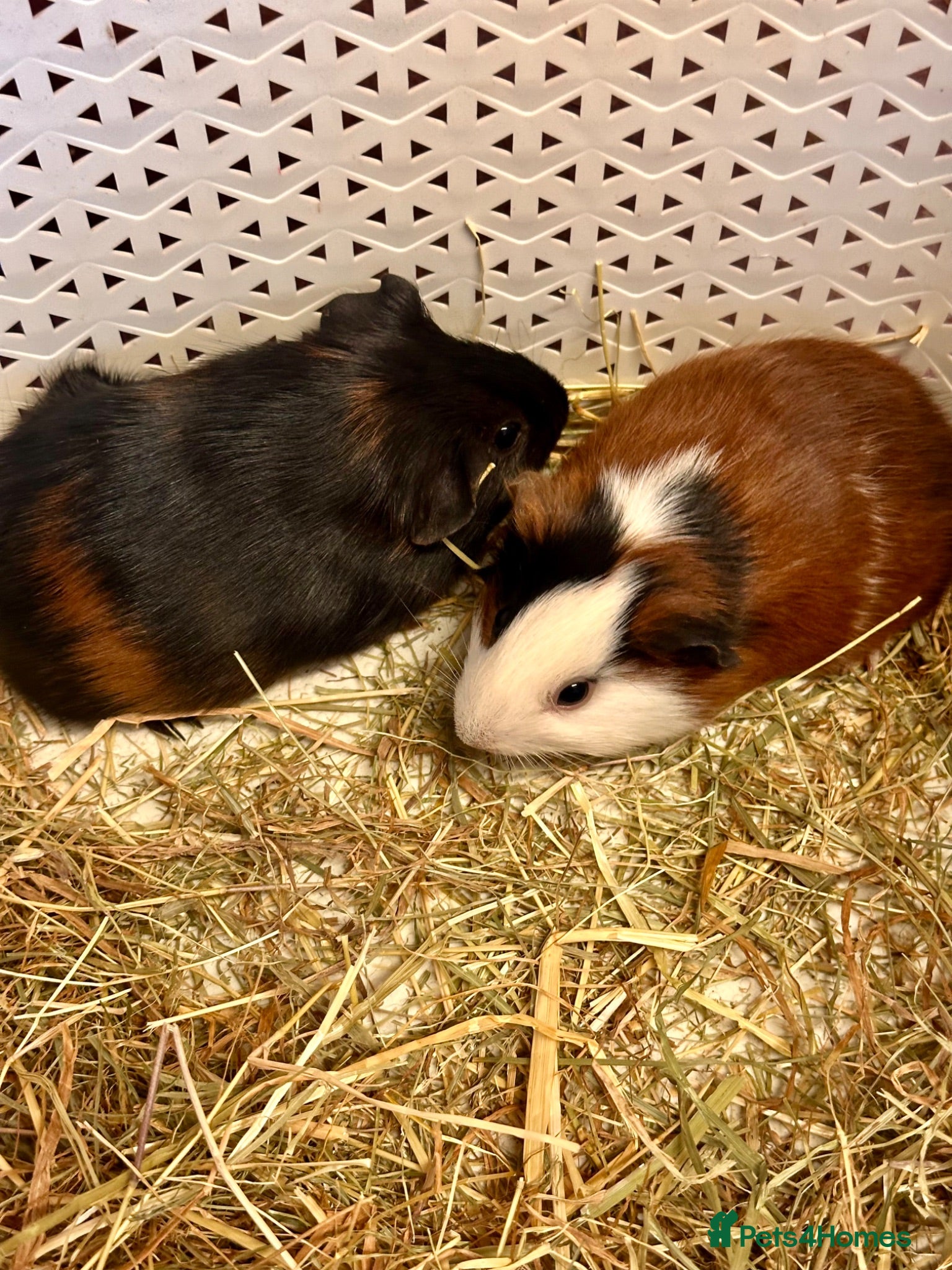 Guinea Pig rodents Gorgeous baby Guineapigs  - Advert 1