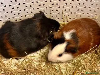 Guinea Pig rodents Gorgeous baby Guineapigs - Advert 1