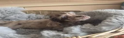 Cocker Spaniel dogs for sale: Rare coloured working type cocker spaniels! - Advert 16