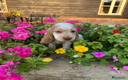 Cocker Spaniel dogs for sale: 5* LICENSED READY KC SHOW H/TESTED PUPPIES  - Image 25