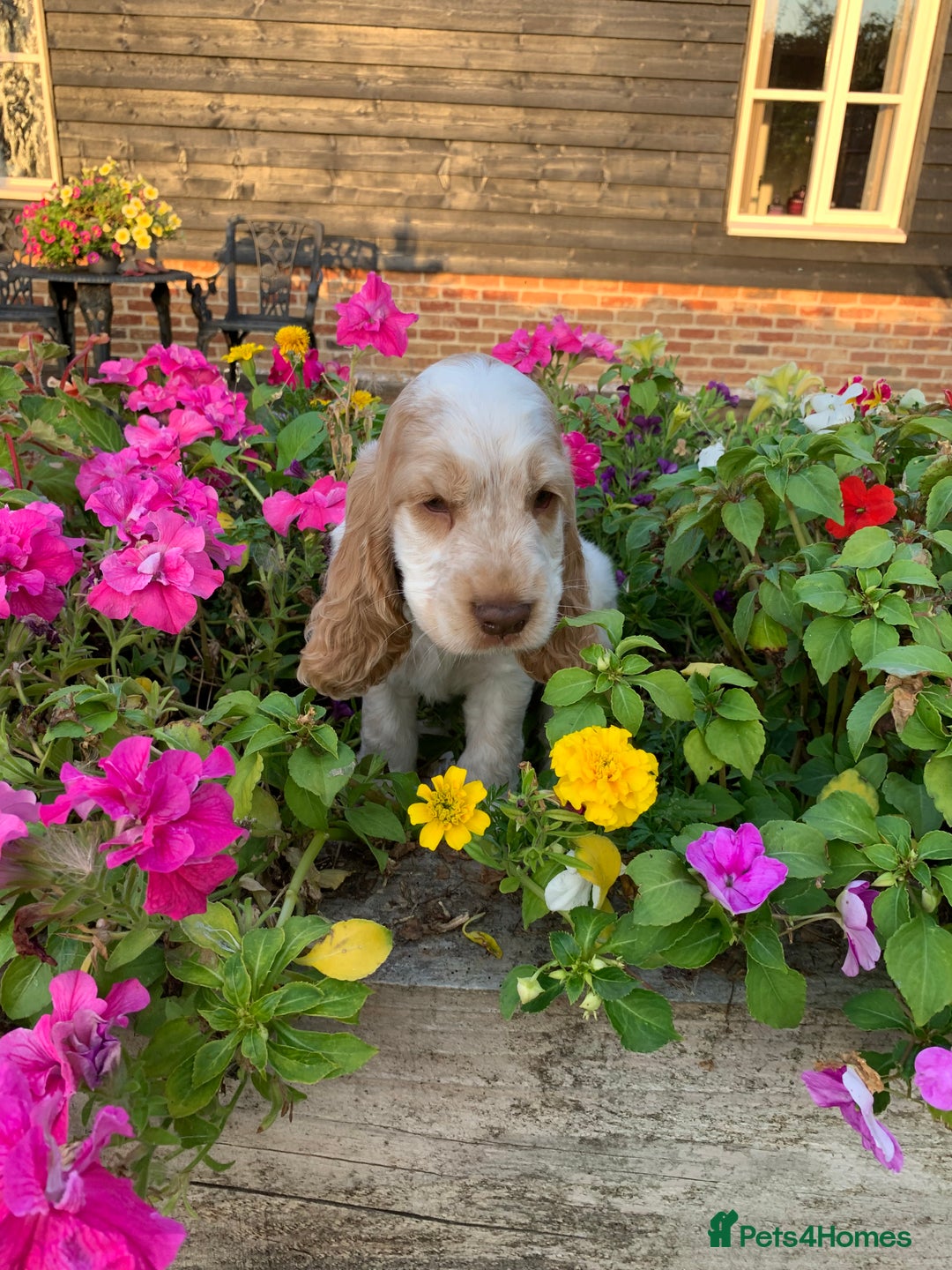 Cocker Spaniel dogs for sale: 5* LICENSED READY KC SHOW H/TESTED PUPPIES  - Image 25