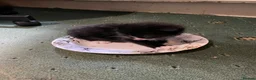 Domestic Shorthair cats for sale: Most adorable tuxedo kitten  (read description) - Advert 6