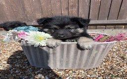 German Shepherd dogs for sale: Ready to go German Shepherd Alsatian puppies - Image 9