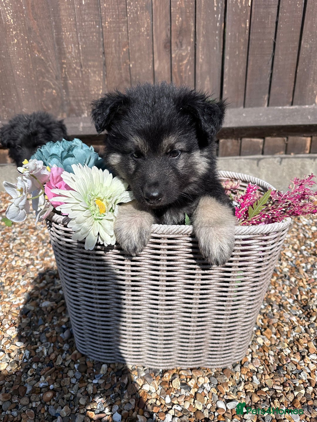 German Shepherd dogs for sale: Ready to go German Shepherd Alsatian puppies - Image 9