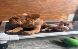 French Bulldog dogs for sale: Fluffy French Bulldogs/DNA Tested Parents  - Image 12