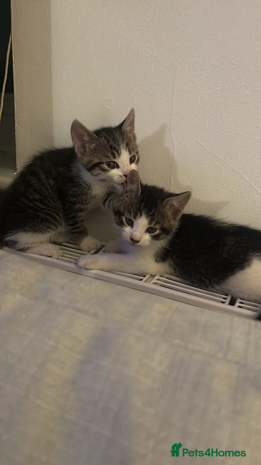 Mixed Breed cats for sale: Mixed breed - Advert 7