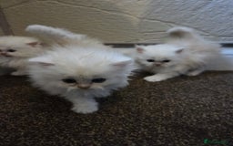 Persian cats for sale: 🌟 Trio of Precious, Purebred Persian Kittens🌟 - Image 23