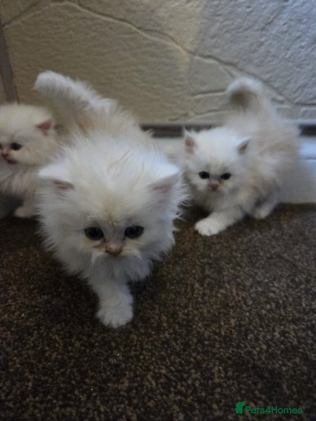 Persian cats for sale: 🌟 Trio of Precious, Purebred Persian Kittens🌟 - Image 23