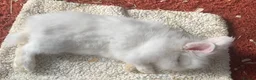 Lionhead rabbits for sale: Two Lion Head Crosses - Advert 10