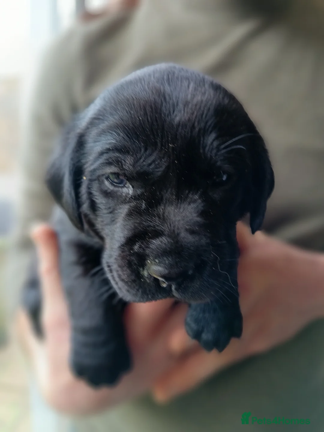 Labrador Retriever dogs for sale: KC reg yellow & black Labrador puppies socialised - Advert 24