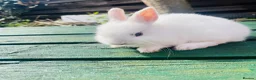 Netherland Dwarf rabbits for sale: Beuitiful netherland dwarf babys  - Advert 5