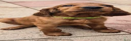Irish Setter dogs for sale: KC Registered Beautiful Irish Setter Puppies  - Advert 6