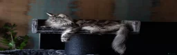 Maine Coon cats for sale: Maine Coon Kittens - Silver Tabby & Calico - Advert 14