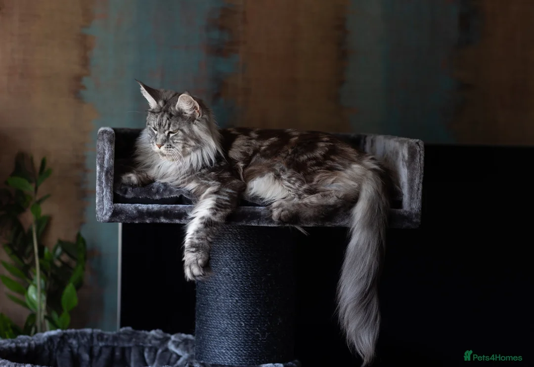 Maine Coon cats for sale: Maine Coon Kittens - Silver Tabby & Calico - Advert 14