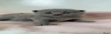British Shorthair Kitten 2