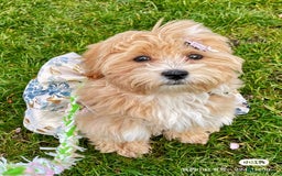 Maltipoo dogs for sale: Cute Maltipoo Girl - Image 7