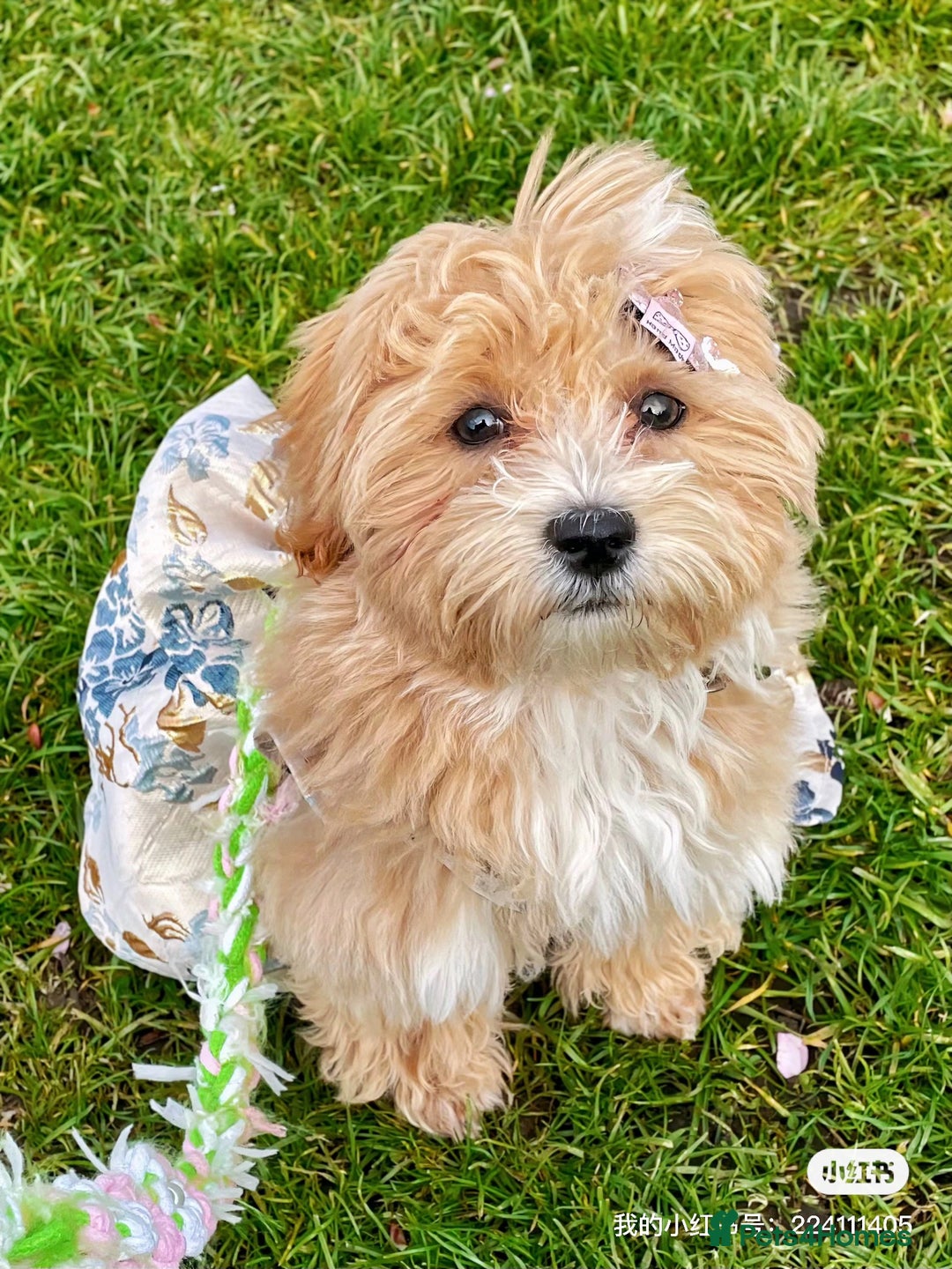 Maltipoo dogs for sale: Cute Maltipoo Girl - Image 7