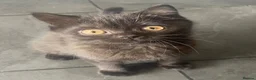 British Shorthair cats for sale: Male chocolate kitten in need of new home  - Advert 3
