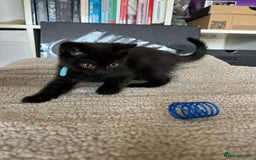 British Shorthair cats for sale: Champion GCCF Black British Shorthair Kittens - Image 7