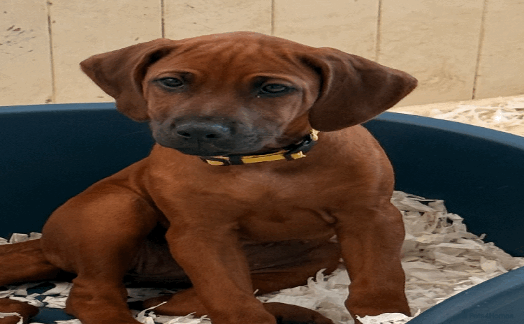 Rhodesian Ridgeback dogs - Advert 3