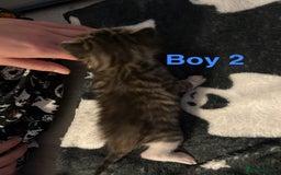 Mixed Breed cats for sale: 5 gorgeous kittens - Image 11