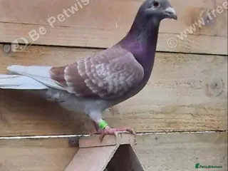 Pigeons birds 2 pairs racing pigeons - Advert 3