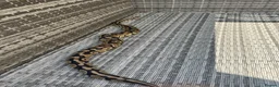 Python Snake reptiles for sale: Ball Python in Harlow - Advert 9