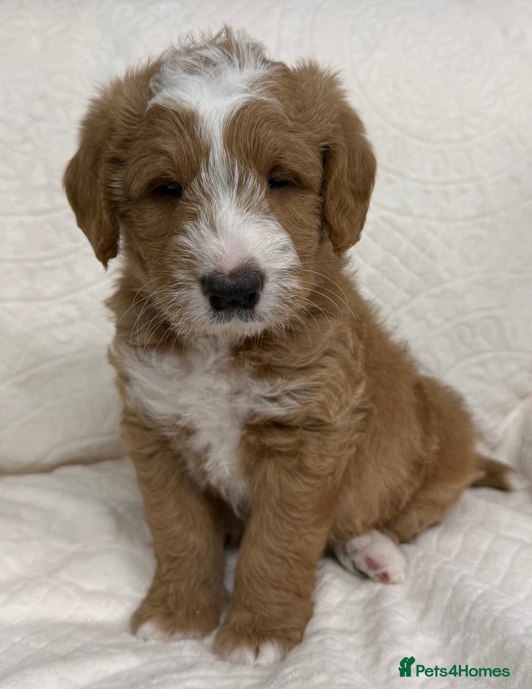 Australian Labradoodle dogs for sale: Australian Labradoodle Pups  - Advert 31