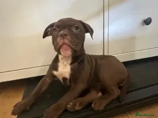 Old Tyme Bulldog dogs 7 old Tyme English bulldogs - Advert 1