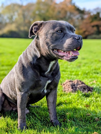 Staffordshire Bull Terrier dogs in Melton Constable - Advert 1