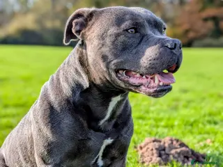 Staffordshire Bull Terrier dogs Proven Blue Staffordshire bull terrier, Staffy - Advert 3