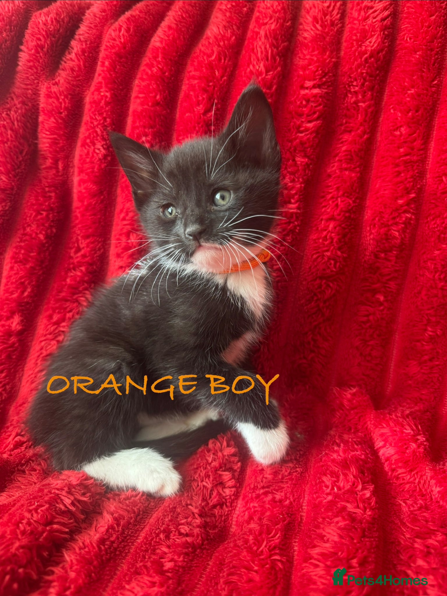 Mixed Breed cats Beautiful blacks looking for loving families - Advert 5