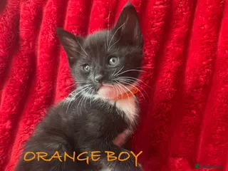 Mixed Breed cats Beautiful blacks looking for loving families - Advert 5