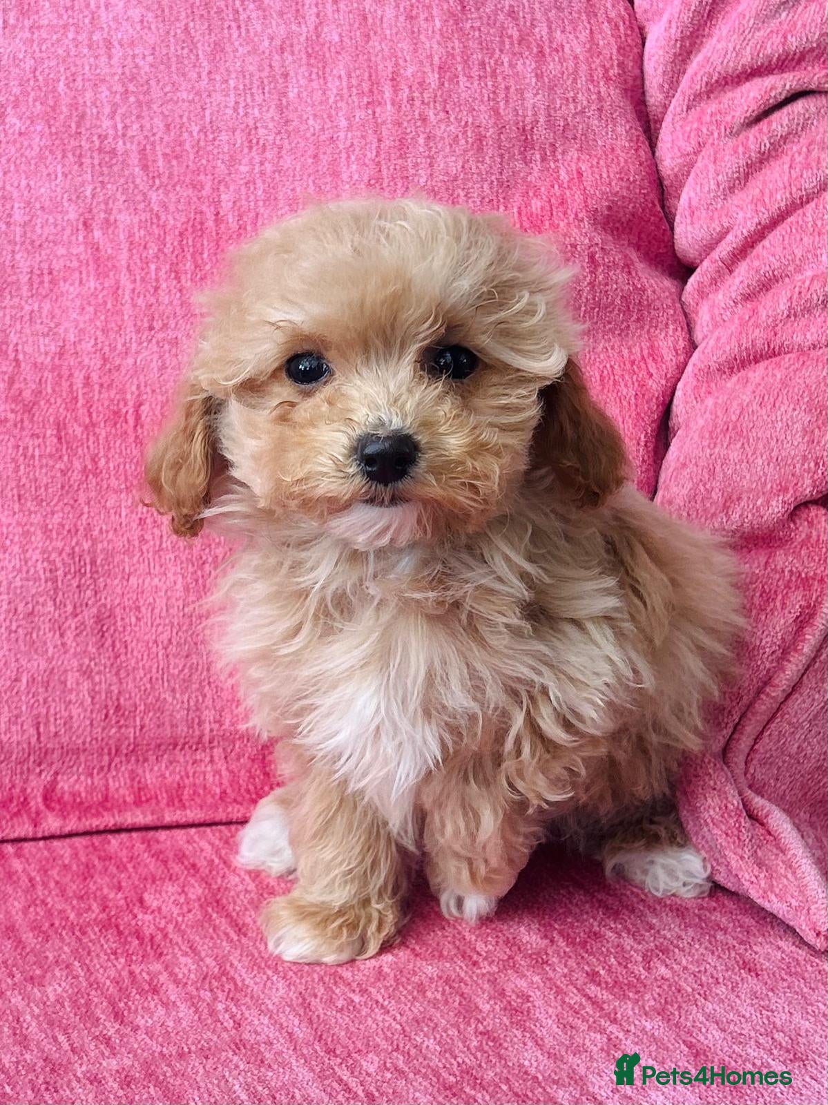 Poochon dogs Gorgeous F1 Poochon puppies  - Advert 1