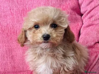 Poochon dogs for sale: Gorgeous F1 Poochon puppies - Advert 2