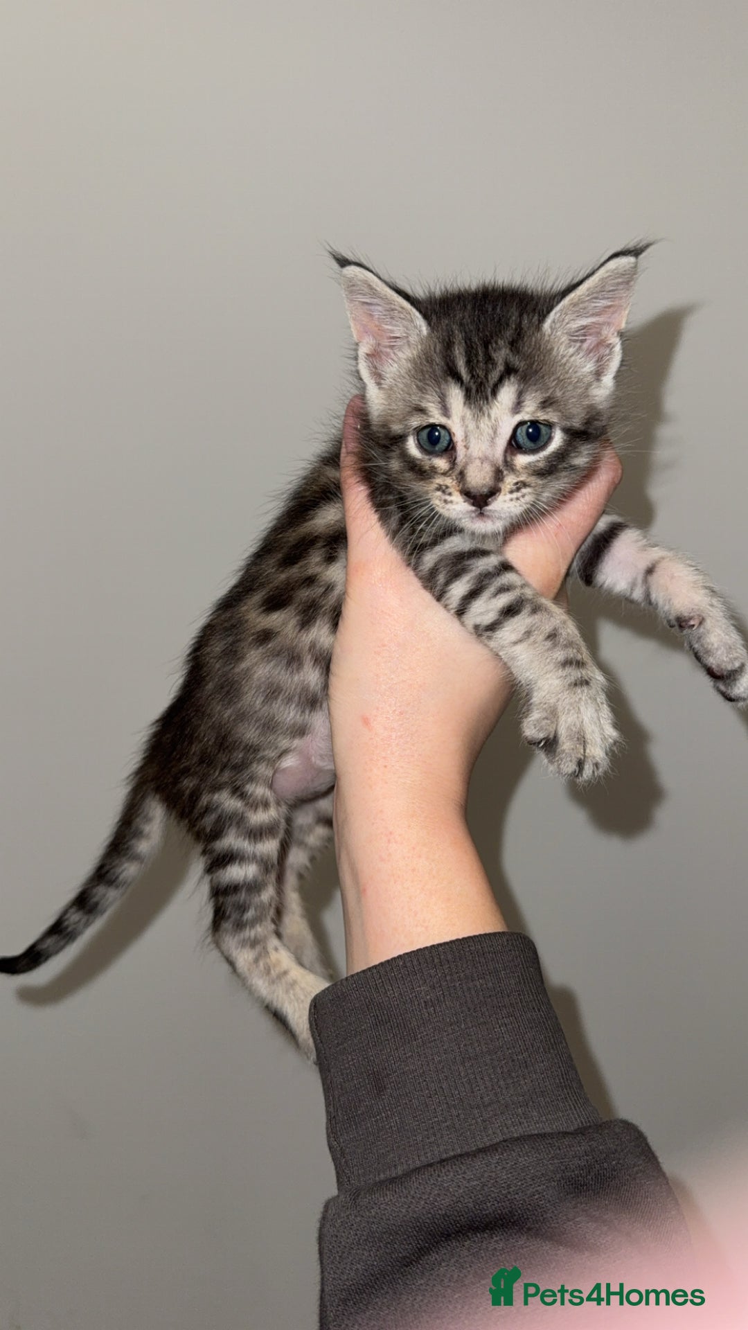 Mixed Breed cats for sale: Maine Coon x Savannah Kittens - Advert 3