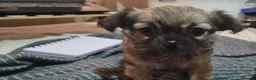 Chihuahua dogs for sale: Chihuahua puppies, Glasgow in Glasgow - Advert 4