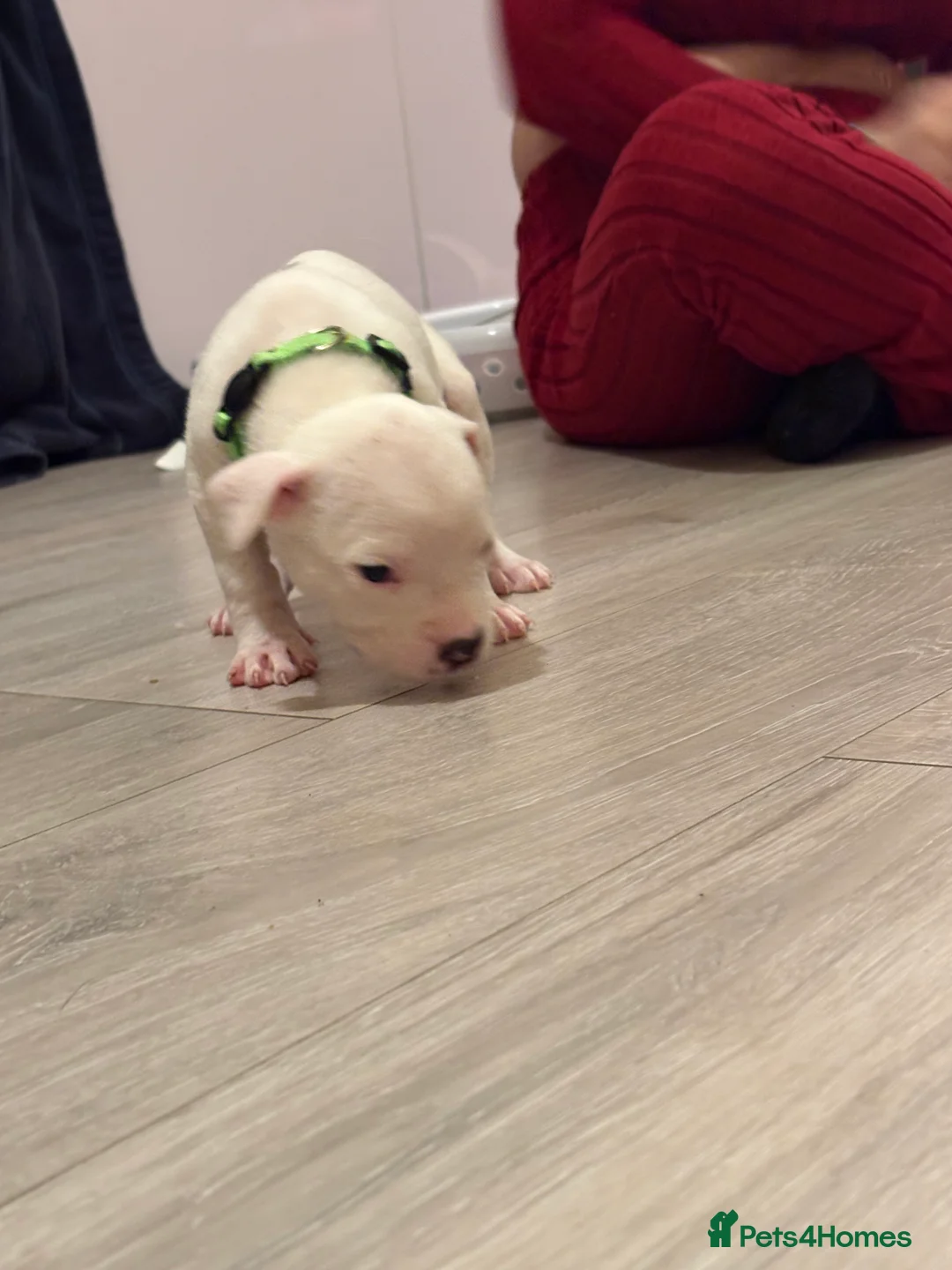 American Bulldog dogs for sale: American bulldog puppies  - Advert 14